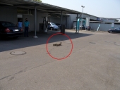 Badetag einer Entenfamilie auf dem Gelände von BEST CARWASH